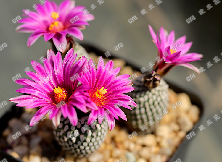 精巧殿娇丽属仙人球种子实生苗Turbinicarpus pseudopectinatus