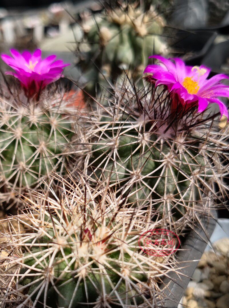 红梅殿 赤红花 娇丽属裸玉属仙人球gymnocactus horripilus