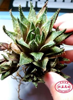 输入曲水 实生 非组 侧芽 IB40522 Haworthia hybridXguttata
