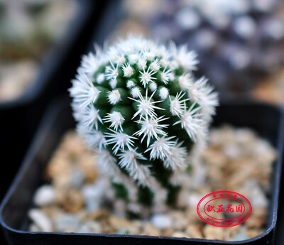 明日香姬 Mammillaria gracilis cv ‘Arizona Snowcap’乳突属球
