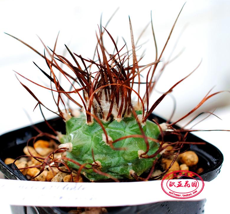 狂草牙城丸自收种子实生仙人球 娇丽属 Turbinicarpus macrochele