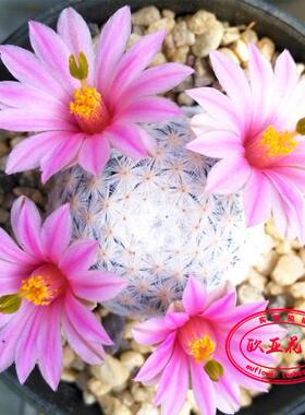 白鸟乳突属实生美名贵仙人球 Mammillaria herrerae种子小苗成株