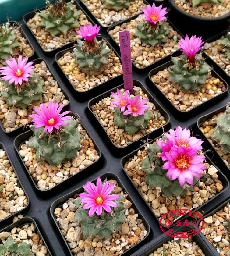 赤花娇丽娇丽属实生红花仙人球自种子小苗Turbinicarpus alonsoi