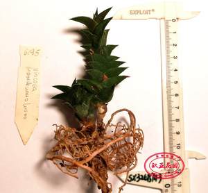 龙城瓦苇属输入非组培 Haworthia viscosa