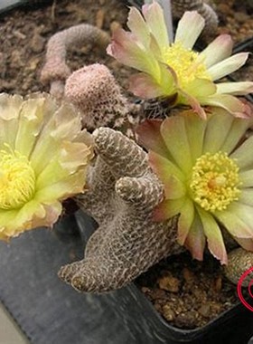 Puna clavarioides albispina HPT315 团扇属 容易仙人球 白鸡冠