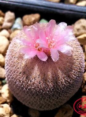 赤花小人帽子月世界属实生 仙人球Epithelantha chihuahuensis