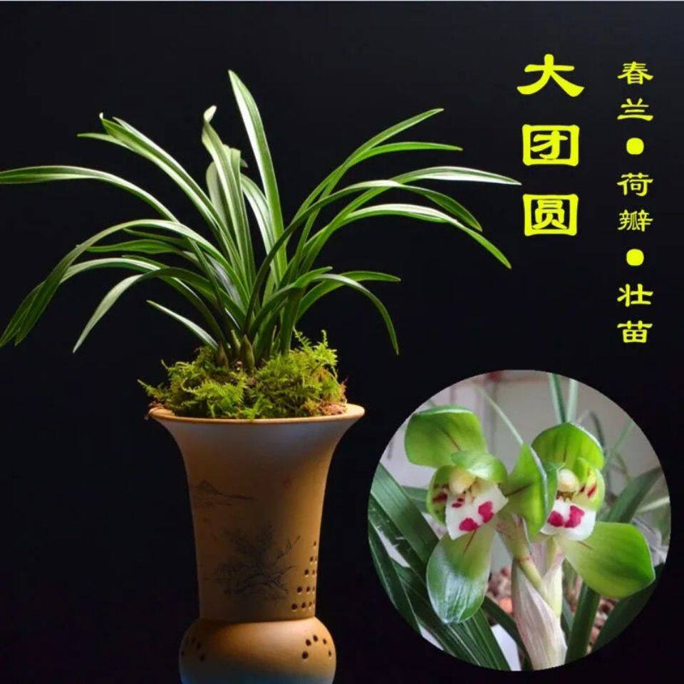 春兰精品荷瓣大团圆带花苞发货浓香型兰花室内花卉盆栽新手好养活