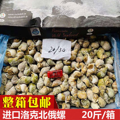 海派洛克北俄螺20斤 爱尔兰白螺翡翠螺 海螺俄罗斯螺冷冻