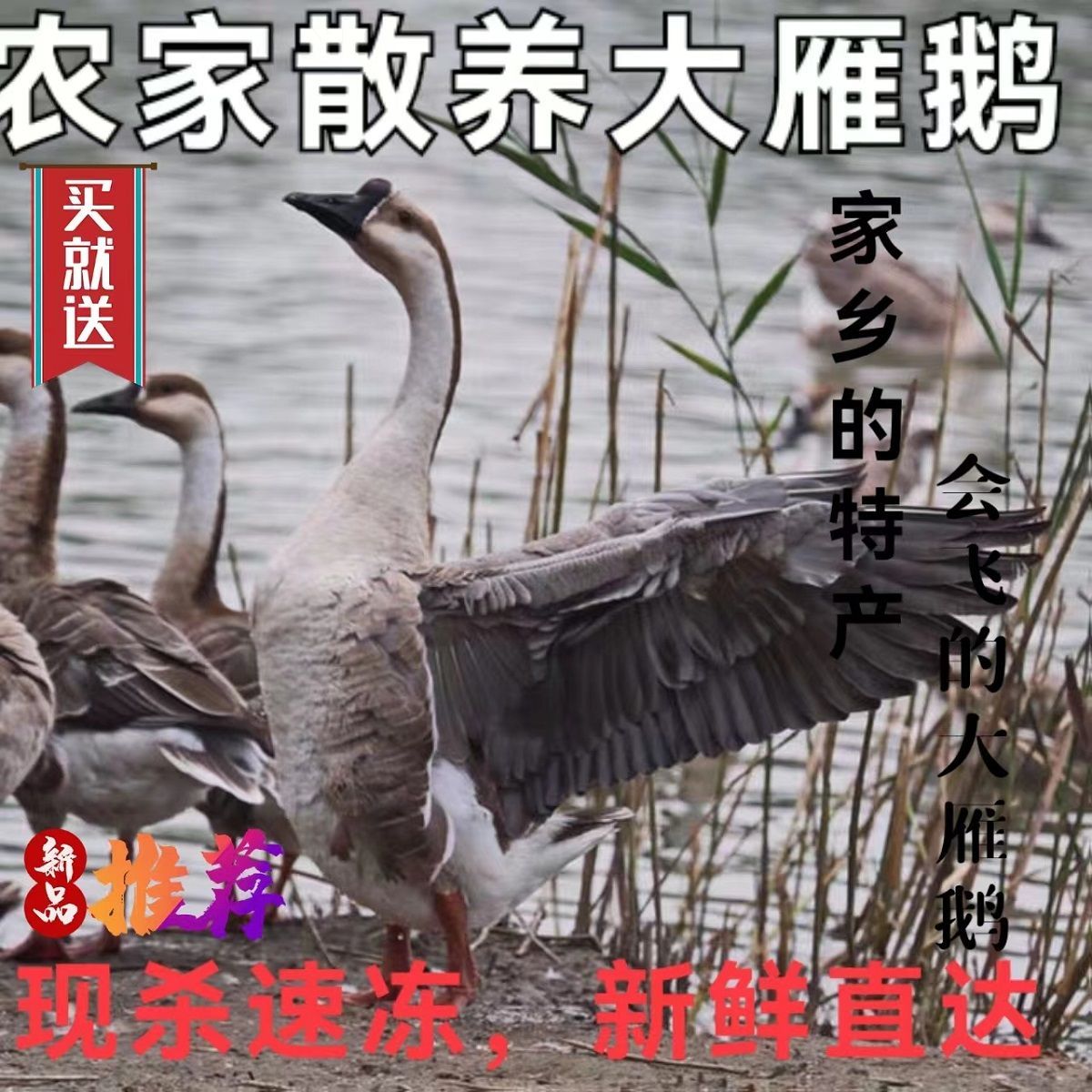 “套大鵝”成套圈界網紅，老板每天賺200元，大鵝被砸哭