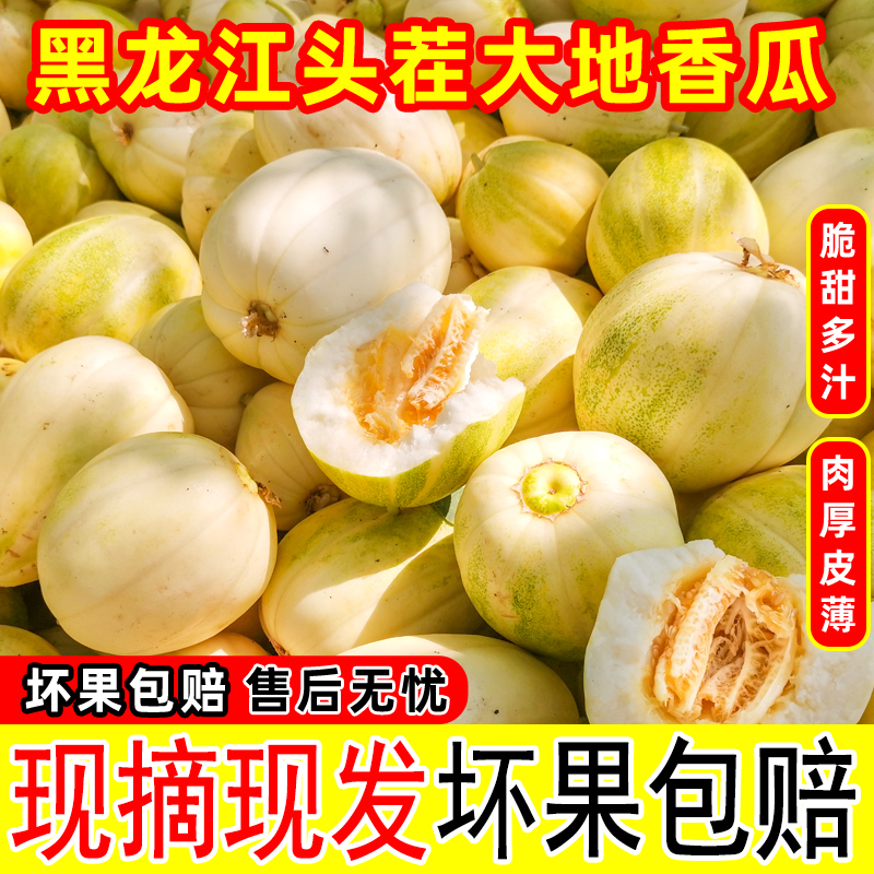 黑龙江头茬香瓜现摘现发脆甜多汁