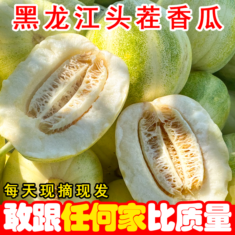 黑龙江头茬香瓜现摘现发脆甜多汁