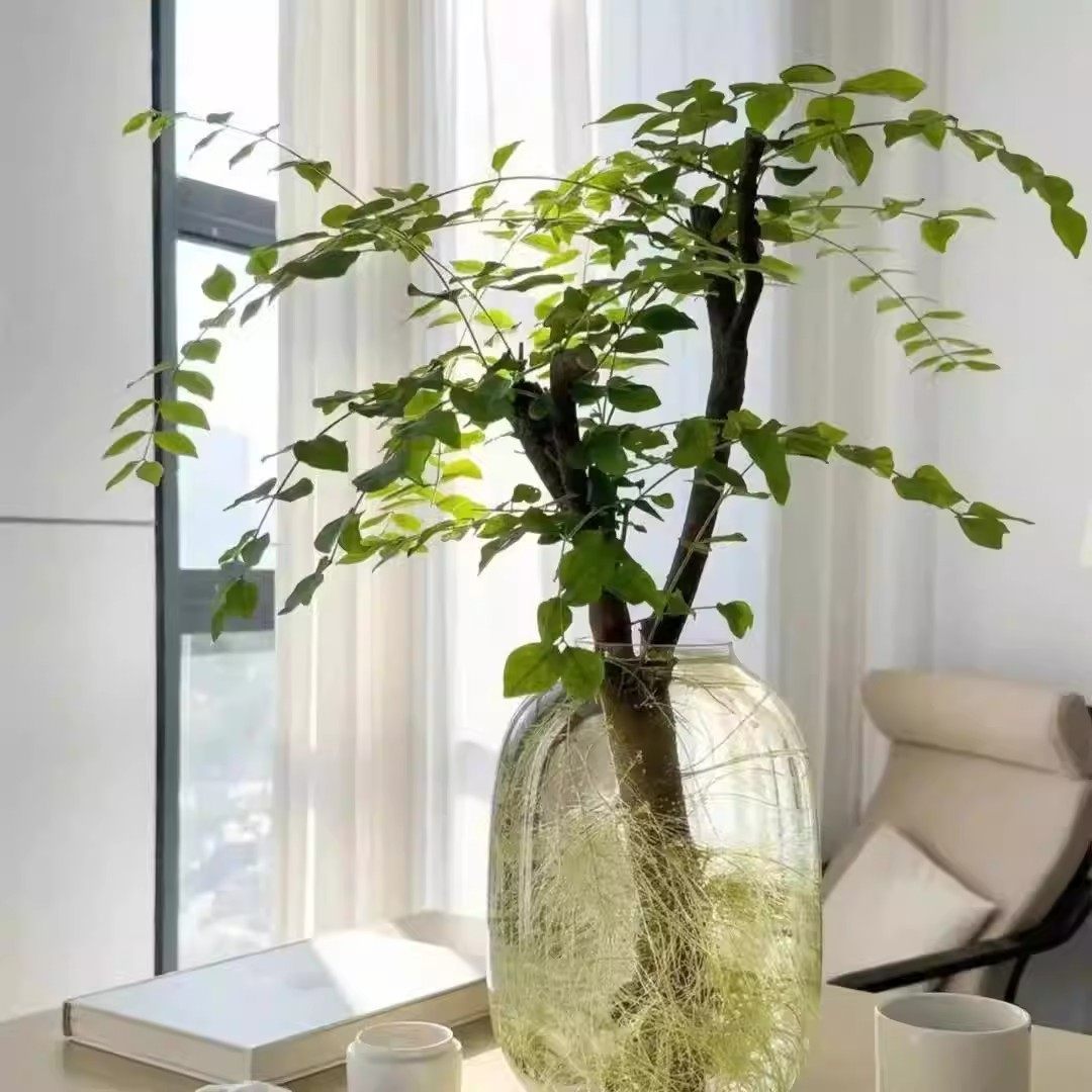 【下单立减30】新鲜切枝室内水培绿植好养活叶枝居家软装,家装主材,其它,淘宝优惠券,粉丝福利购,淘宝优惠卷