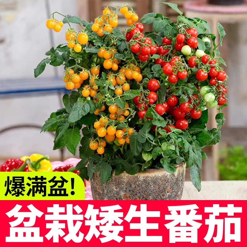 矮生番茄种子盆栽小西红柿圣女果农家阳台水果蔬菜种子易活四季播