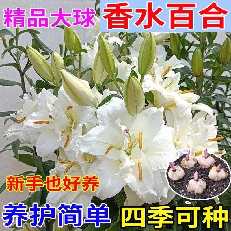 香水百合花种球 带芽四季易活种子籽绿植物球根花卉百合盆栽