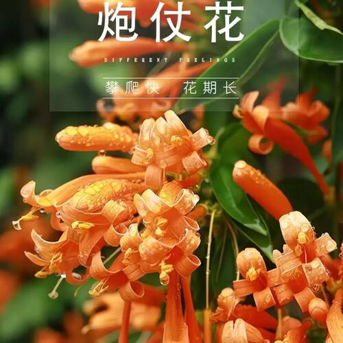 炮仗花种子爬藤花卉大全四季种植绿植盆栽庭院围墙老藤垂吊