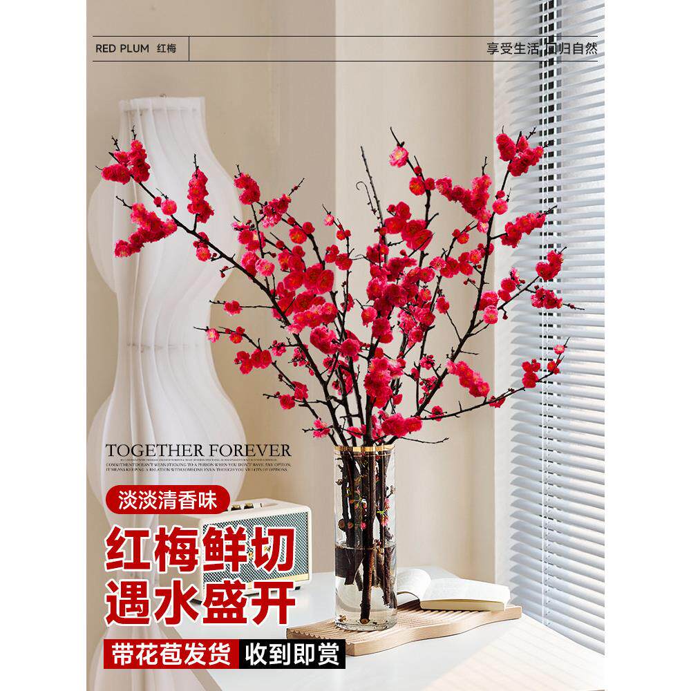 红梅干枝水培植物真花雪柳鲜枝带花苞鲜花卉植物室内桃花支腊梅花