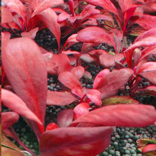 极乐鸟水草红宝石水下草水下叶植物荷兰造景活体阴性自养红色水草