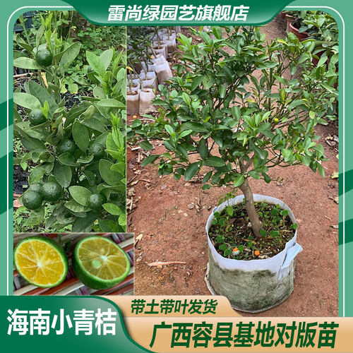 常绿四季结果金桔当年结果