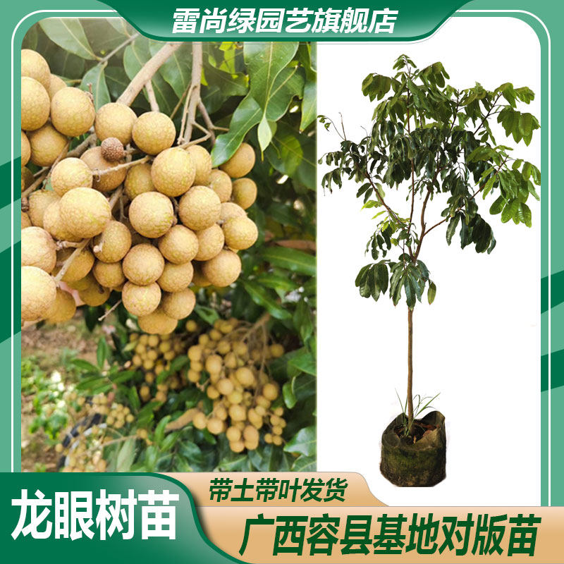 高产四季龙眼苗石硖龙眼苗大树苗红皮龙眼南方种植常绿盆栽试种