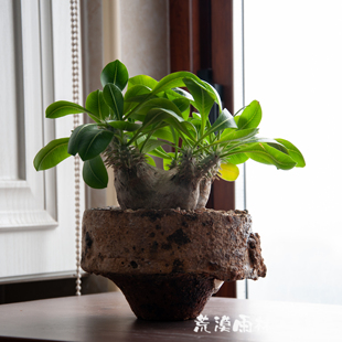 粗陶匣钵花盆 复古多肉块根植物禅意造景 一物一拍【荒漠雨林】