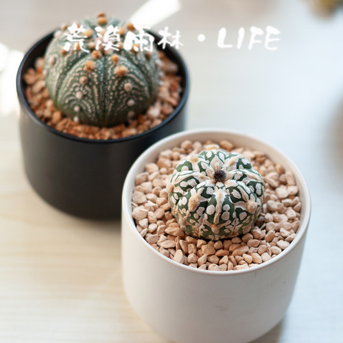 星兜小盆栽好养！桌面耐旱绿植