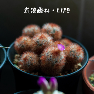 仙人球cactuses 菊水蜥蜴皮智利球 阳台喜光多肉植物【荒漠雨林】