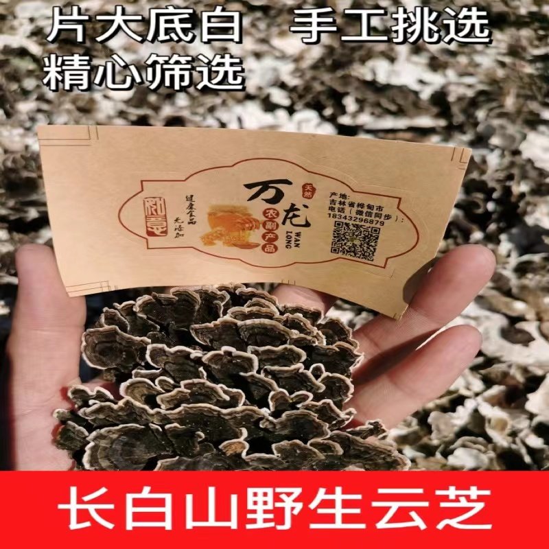 野生云芝白底云芝云芝蘑云灵芝新货手工无根精品250g