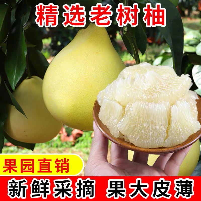 白心柚子新鲜水果当季现摘现发福建琯溪正宗白心蜜柚红柚饱满多汁