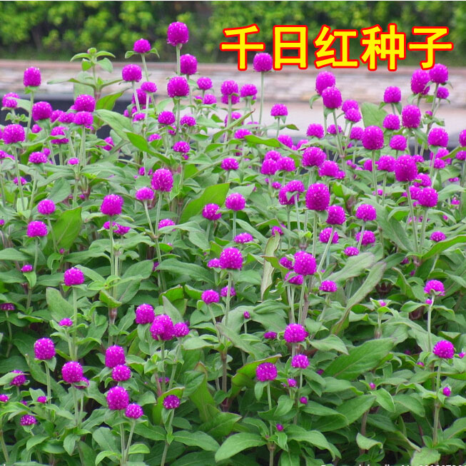 千日红种子千日紫观花种子百日红火球花景观绿化易活花籽包邮