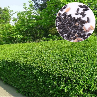 小叶黄杨种子瓜子黄杨种籽卫矛种子万年青金边黄杨种籽林木树种子