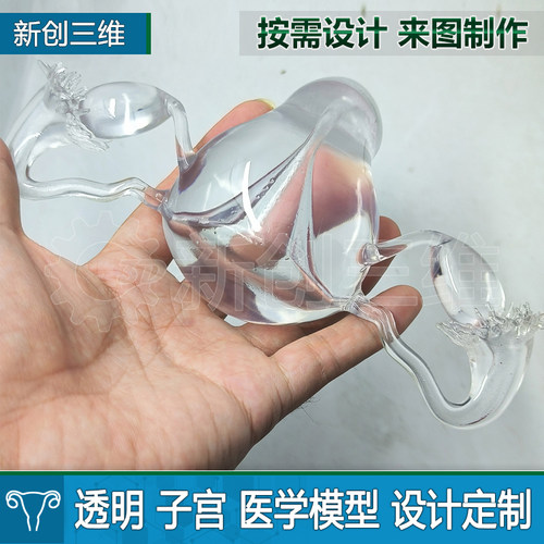 透明子宫卵巢3D打印医疗医学定制