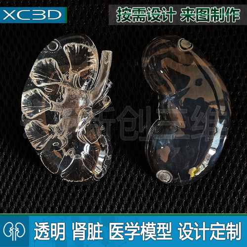 透明3D打印医疗肾脏人体器官定制心脏肝脏模型定做胃镜训练心脏