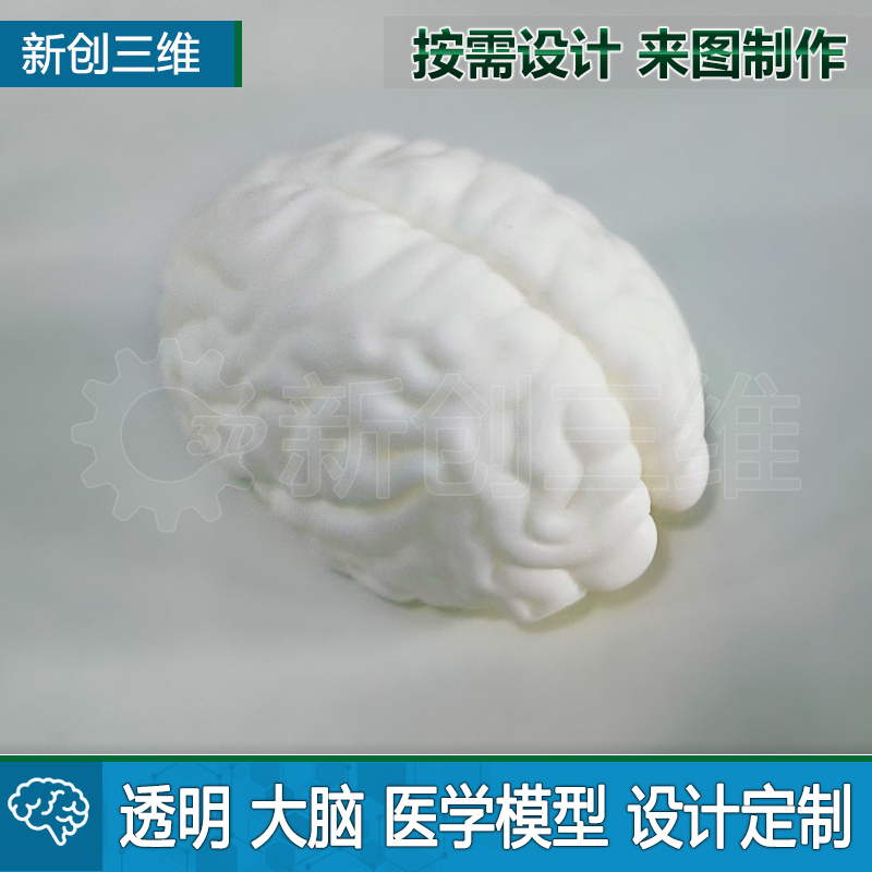 3D打印透明大脑模拟定制医疗心脏医学教学教具脑部肺部胃肝脏肾脏