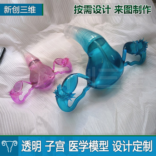 3D打印透明子宫教学教具定制
