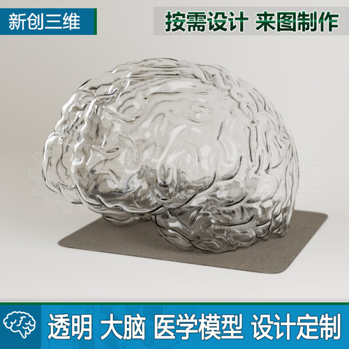 大脑教学演示透明医学模型教具