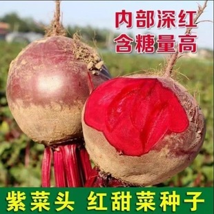 红甜菜根种子菜头春秋播种高产甜菜种子含糖高四季蔬菜种籽红甜菜