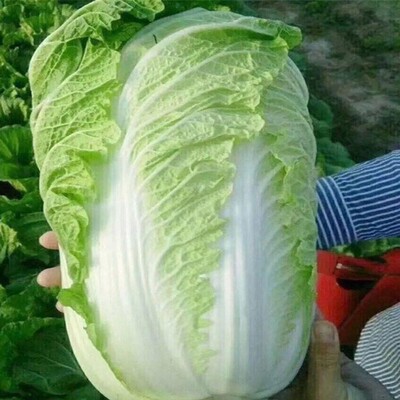 冬储35斤秋播大白菜种子东北高产特大北方耐寒耐储藏越冬白菜籽