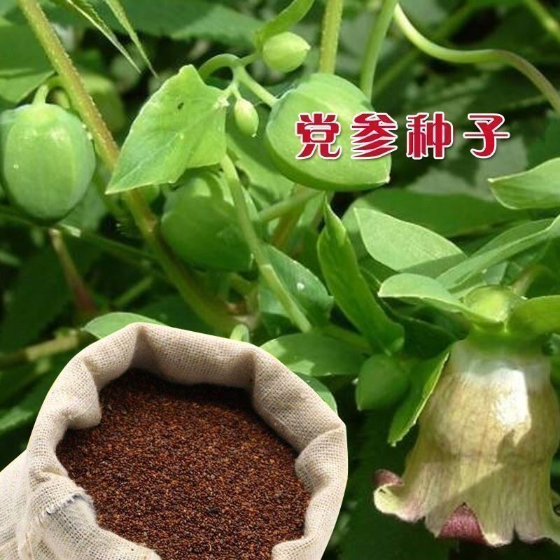 党参种子党参种籽多年生春秋播种阳台盆栽庭院种植新产种子图片