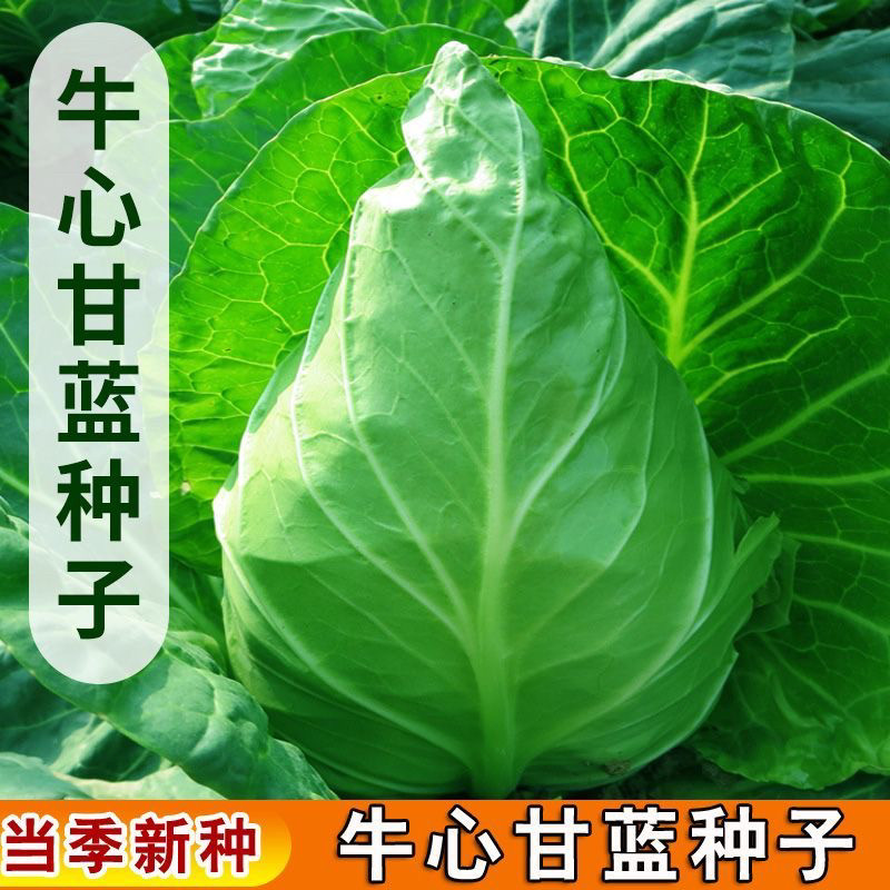 【新种上市】特大牛心甘蓝包菜卷心菜耐热耐寒春秋四季蔬菜包心菜