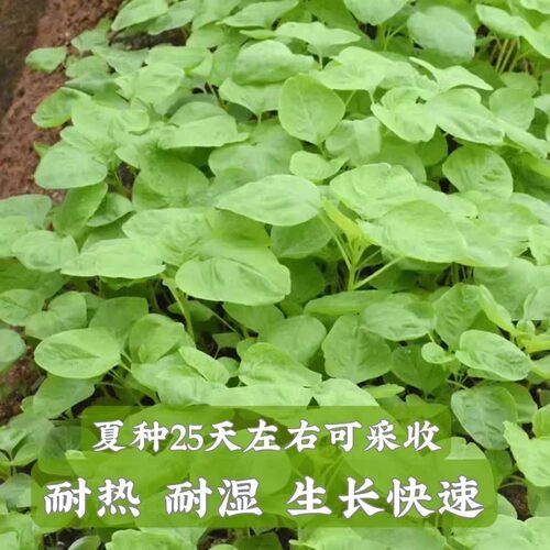 割了又长白圆叶苋菜种子四季大圆叶苋菜白汗菜抗热庭院苋菜籽