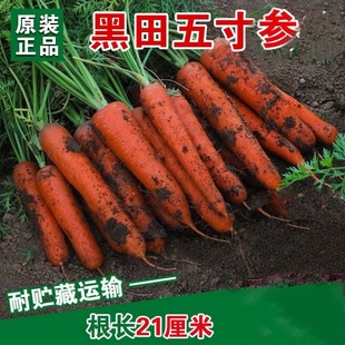 黑田五寸参胡萝卜种子高产红胡萝卜种籽萝卜籽夏秋季播蔬菜种孑