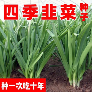 白根韭菜子四季韭菜种子高产连续收割细叶韭菜子阳台庭院蔬菜种子