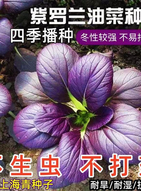 超耐热紫罗兰紫油菜蔬菜种子