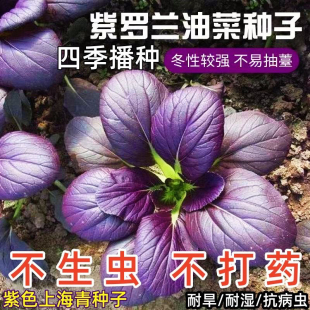 超耐热紫罗兰紫油菜紫色上海青紫妃苏州青小青菜蔬菜阳台盆栽新鲜