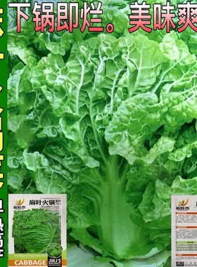 火锅菜白菜种孑无筋皱叶早熟麻叶黄心白春夏秋四季蔬菜种子籽