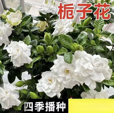 栀子花种子四季芳香型易活开花