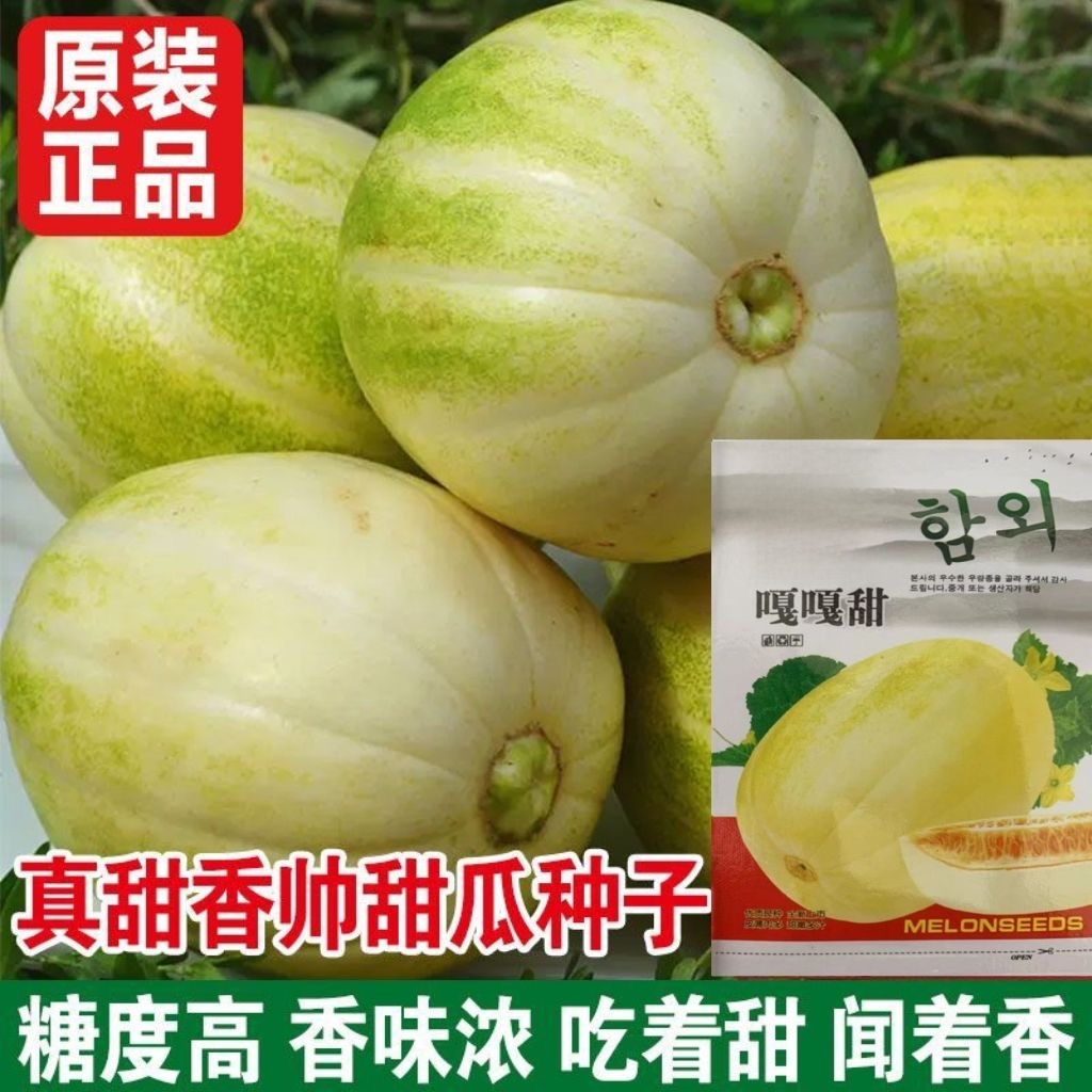 嘎嘎甜东北甜瓜种子香瓜籽春秋蔬菜种子黄金蜜宝香瓜高产抗病耐贮