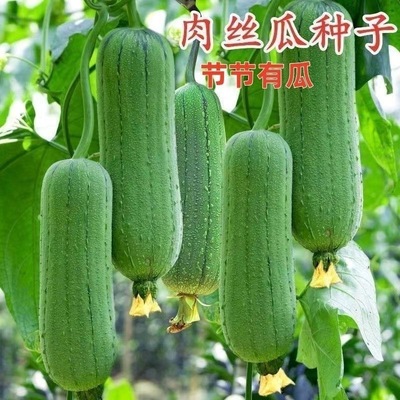 短棒肉丝瓜种子胖墩香丝瓜籽早熟无棱阳台盆栽菜园春夏秋季瓜种子