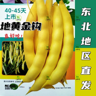 黄金钩地豆角种子 东北正宗黄金钩地油豆豆角种籽 无筋无柴高产