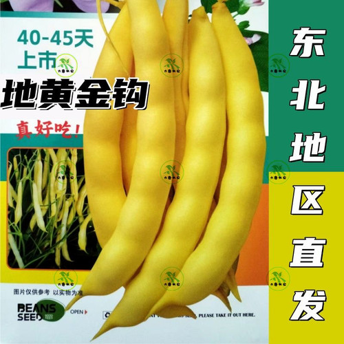 黄金钩地豆角种子 东北正宗黄金钩地油豆豆角种籽 无筋无柴高产